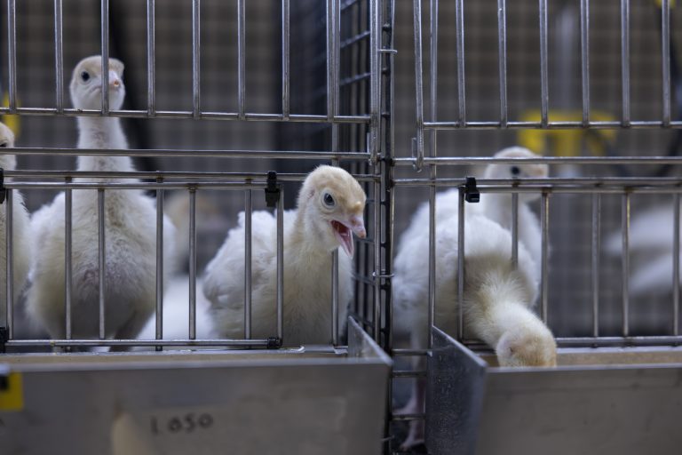 Young turkeys participate in research to curb looming turkey disease outbreak. (University of Arkansas System Division of Agriculture.)