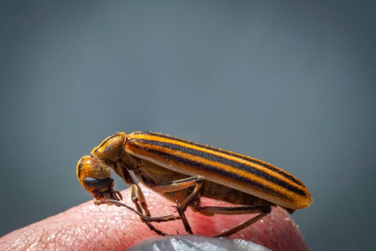 The blistering agent blister beetles use as a defense mechanism is toxic to horses. (Photo by Todd Johnson, OSU Agriculture.)