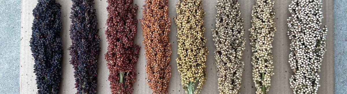 Grain sorghum plants from darkest color to lightest. (Courtesy photo.)