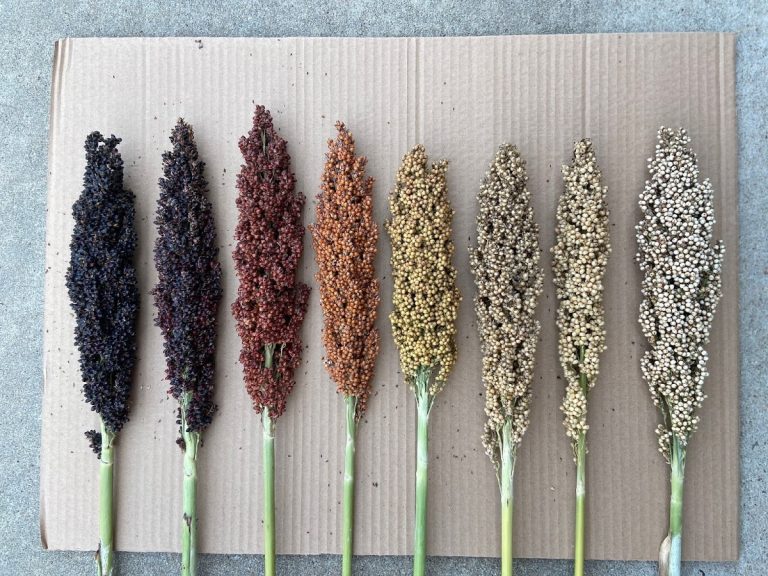 Grain sorghum plants from darkest color to lightest. (Courtesy photo.)