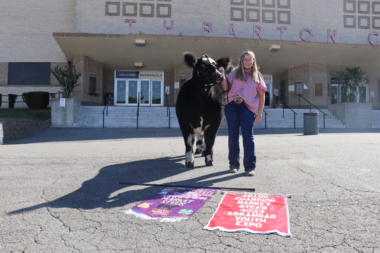 Lasley and Jack, her 1,300 pound Simmental steer, took home three winning titles in 2023: Grand Champion Market Steer at the Faulkner County Fair, the Arkansas Youth Expo and the Arkansas State Fair. (Division of Agriculture photo.)