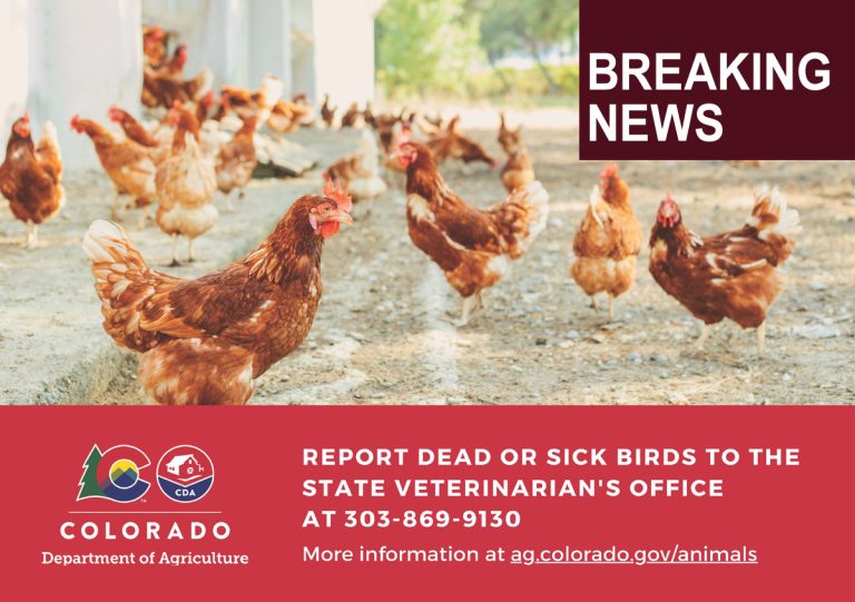 Colorado Department of Agriculture HPAI graphic