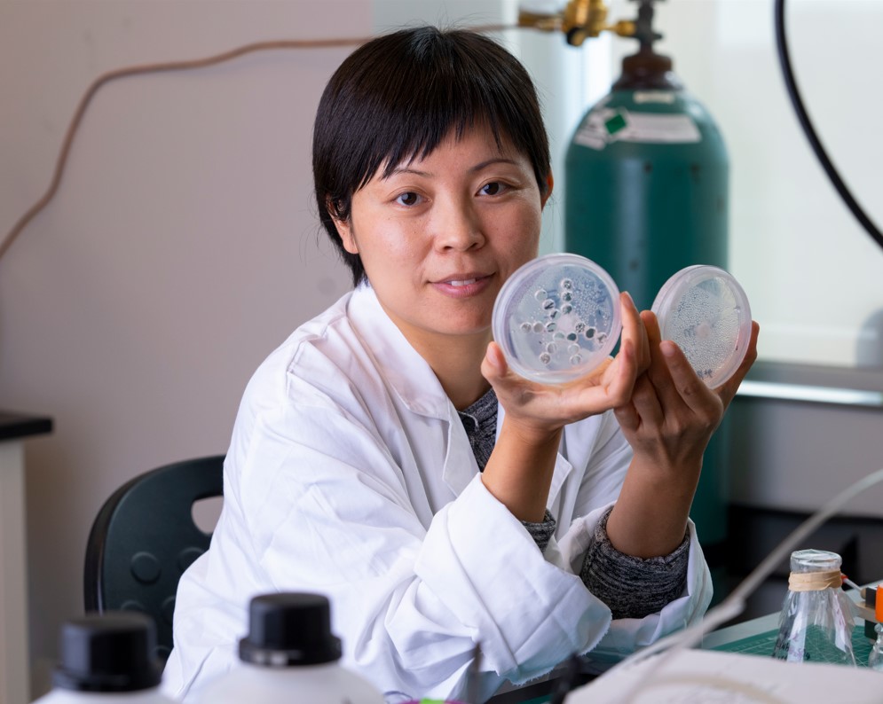 Susie Dai, Ph.D., an associate professor in Texas A&M’s Department of Plant Pathology and Microbiology, has been studying the remediation of microplastics and PFAS, also known as “forever chemicals.” (Texas A&M Agrilife photo by Michael Miller)