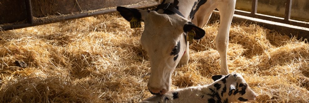Dairy cow and newborn calf. (Photo courtesy of Boehringer Ingelheim Animal Health.)