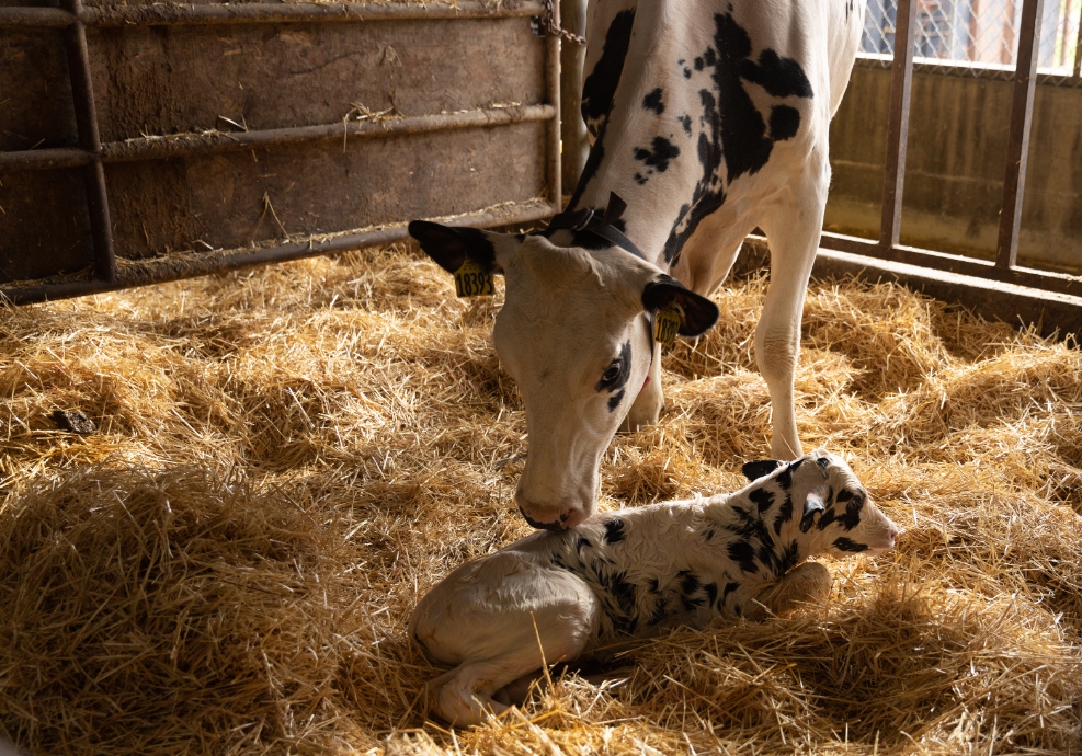 Dairy cow and newborn calf. (Photo courtesy of Boehringer Ingelheim Animal Health.)