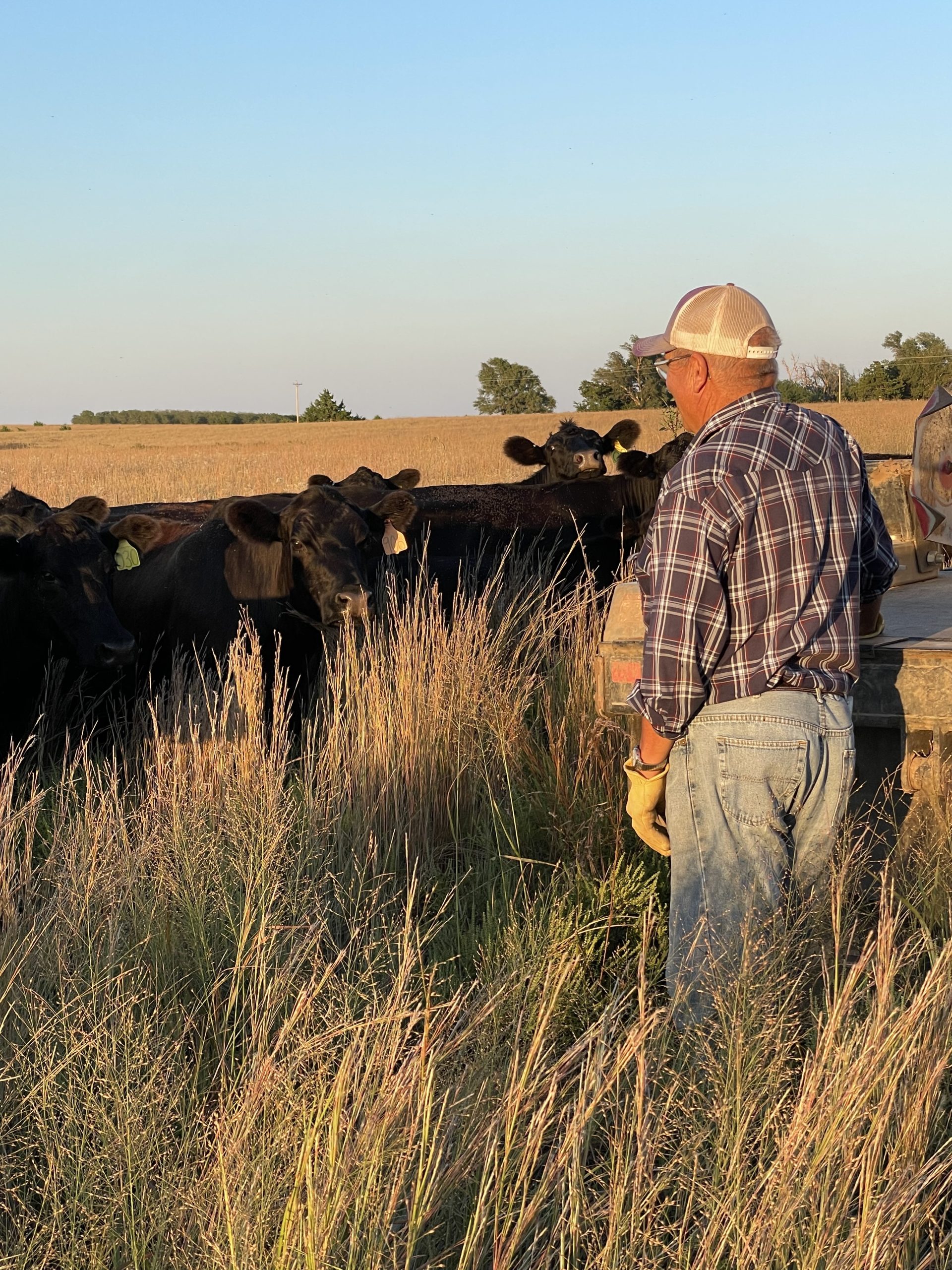 An older farmer surveys part of his cowherd. (Journal photo by Jennifer Theurer.)