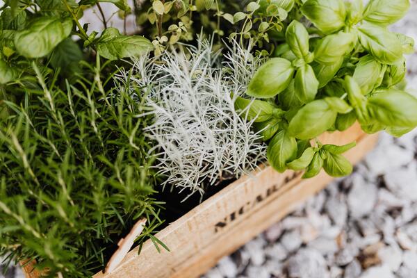 Growing indoor, green houseplants like herbs keeps the growing going during the fall and winter seasons. (Photo: Karolina Grabowska via Pexels.com)