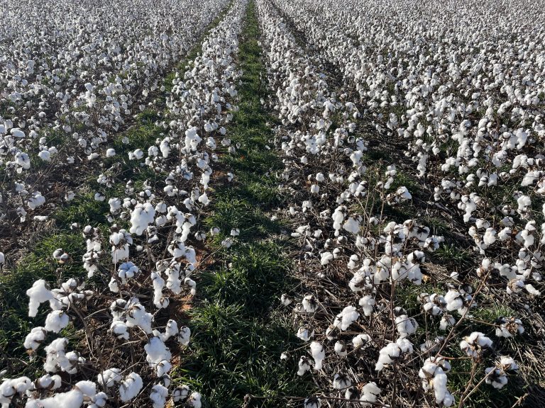 Cotton crop. (Courtesy photo.)