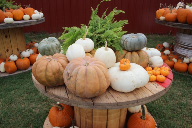 The Twelves includes a large pumpkin patch with pumpkins and gourds of all sizes and shapes. (Journal photo by Lacey Vilhauer.)