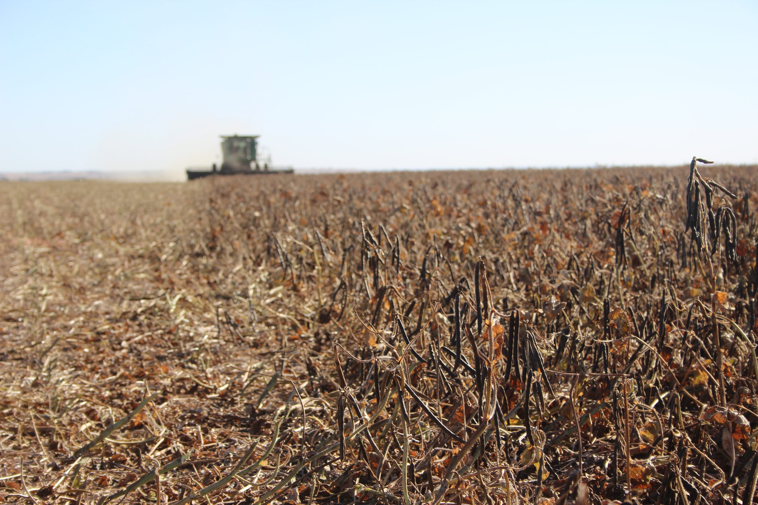 A mung bean field harvested in Oklahoma on Oct. 20. (Journal photo by Lacey Vilhauer.)