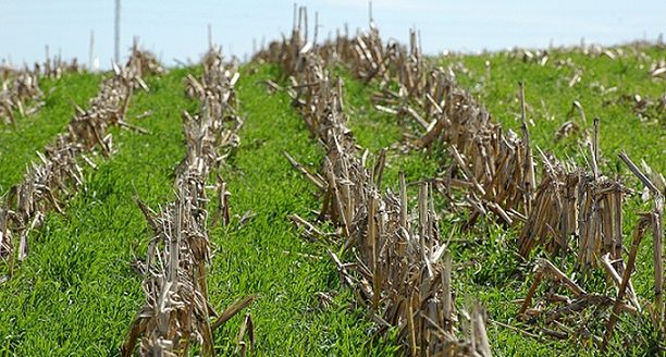 Cover crops growing in a field of no-till corn. (Photo courtesy of Iowa State University Extension and Outreach.)
