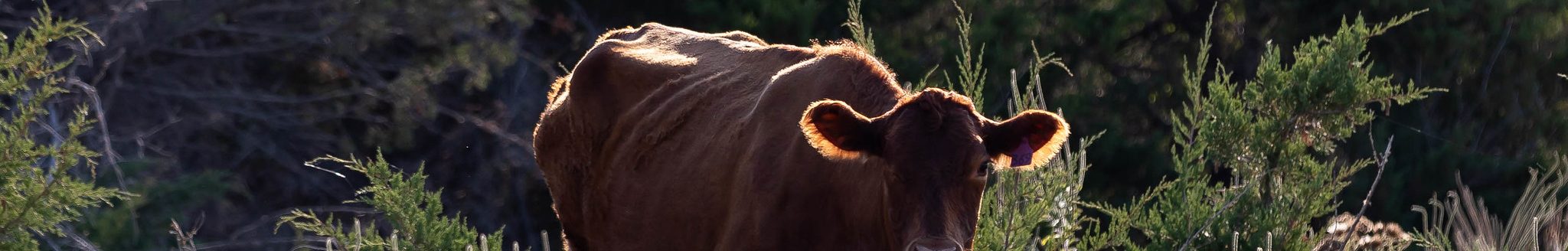 Older cattle are more susceptible to anemia caused by anaplasmosis. (Photo courtesy of Kansas State University Research and Extension.)