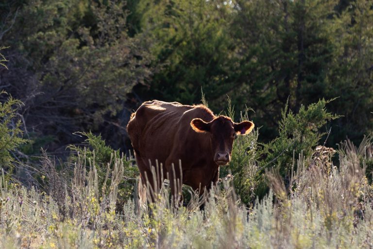 Older cattle are more susceptible to anemia caused by anaplasmosis. (Photo courtesy of Kansas State University Research and Extension.)
