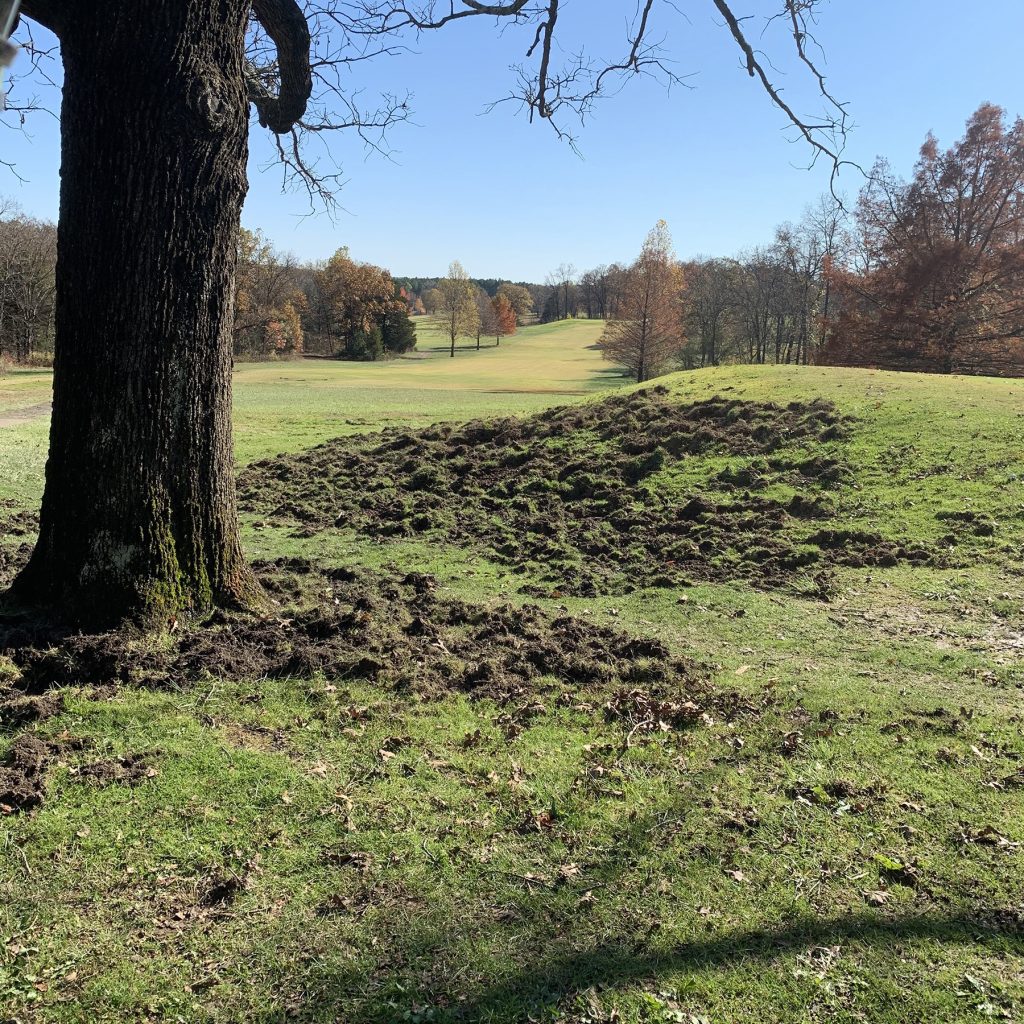Feral hogs uproot land in search of earthworms, grubs and acorns. The Missouri Feral Hog Elimination Partnership, comprising more than 15 state and federal agencies, works to eradicate feral hogs. (Photo courtesy of Kevin Crider.)