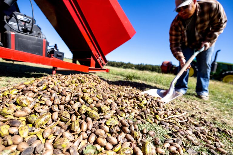 Pecan harvest has started at the Cimarron Valley Research Station near Perkins, Oklahoma. The state’s estimated harvest this year is 22 million pounds. (Photo by Mitchell Alcala, OSU Agriculture.)