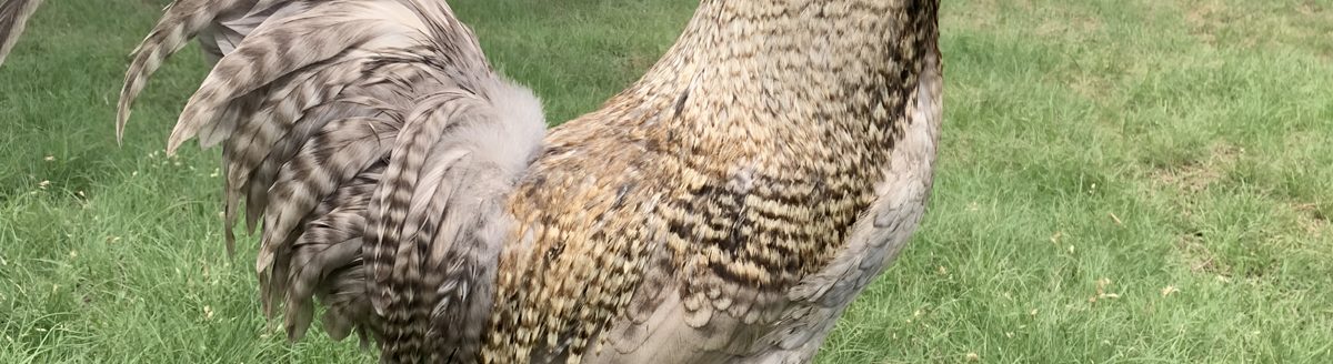 Highly pathogenic avian influenza is extremely contagious in poultry. (Journal photo by Lacey Vilhauer.)