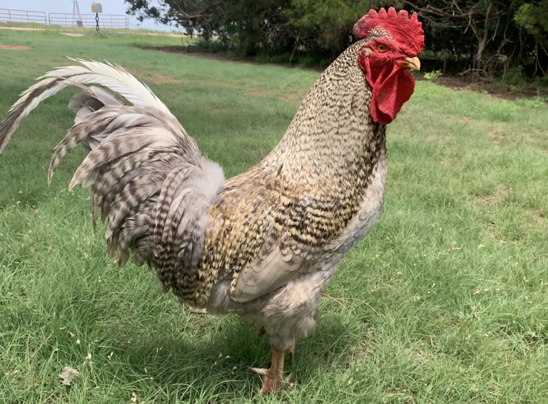 Highly pathogenic avian influenza is extremely contagious in poultry. (Journal photo by Lacey Vilhauer.)