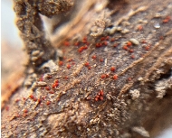 Tiny, bright red pustules on soybean roots are a telltale sign of red crown rot, a disease that severely affects yields and is spreading throughout the Midwest. (Photo courtesy of AgriGold.)