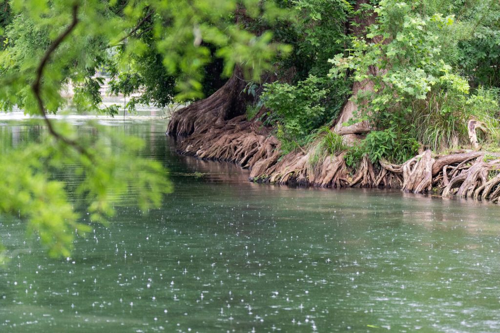 Trees line the banks along the San Marcos River as rain drops can be seen hitting the river on (Texas A&M AgriLife photo by Sam Craft)
