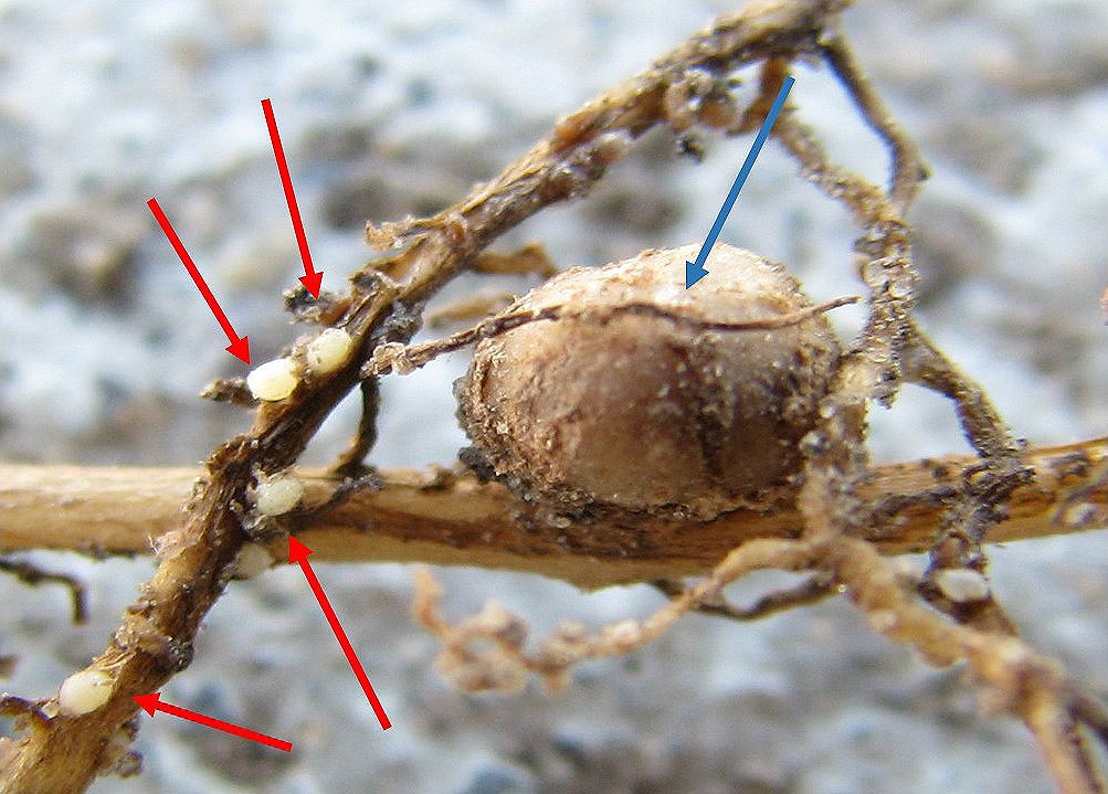 Larger Rhizobium nodule (blue arrow) and several white SCN females (red arrows) on neighboring roots. Note the size difference and that SCN are much smaller than nodules. (Photo by Kyle Broderick.)