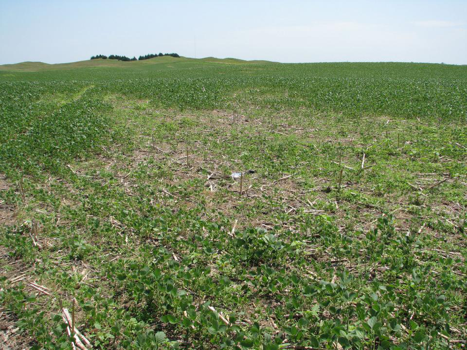 Soybean field with visible symptoms of soybean cyst nematode damage. However, it’s important to know that SCN does not always cause visible symptoms and that up to 30% yield loss can occur in the absence of other symptoms. (Photo by Kyle Broderick.)