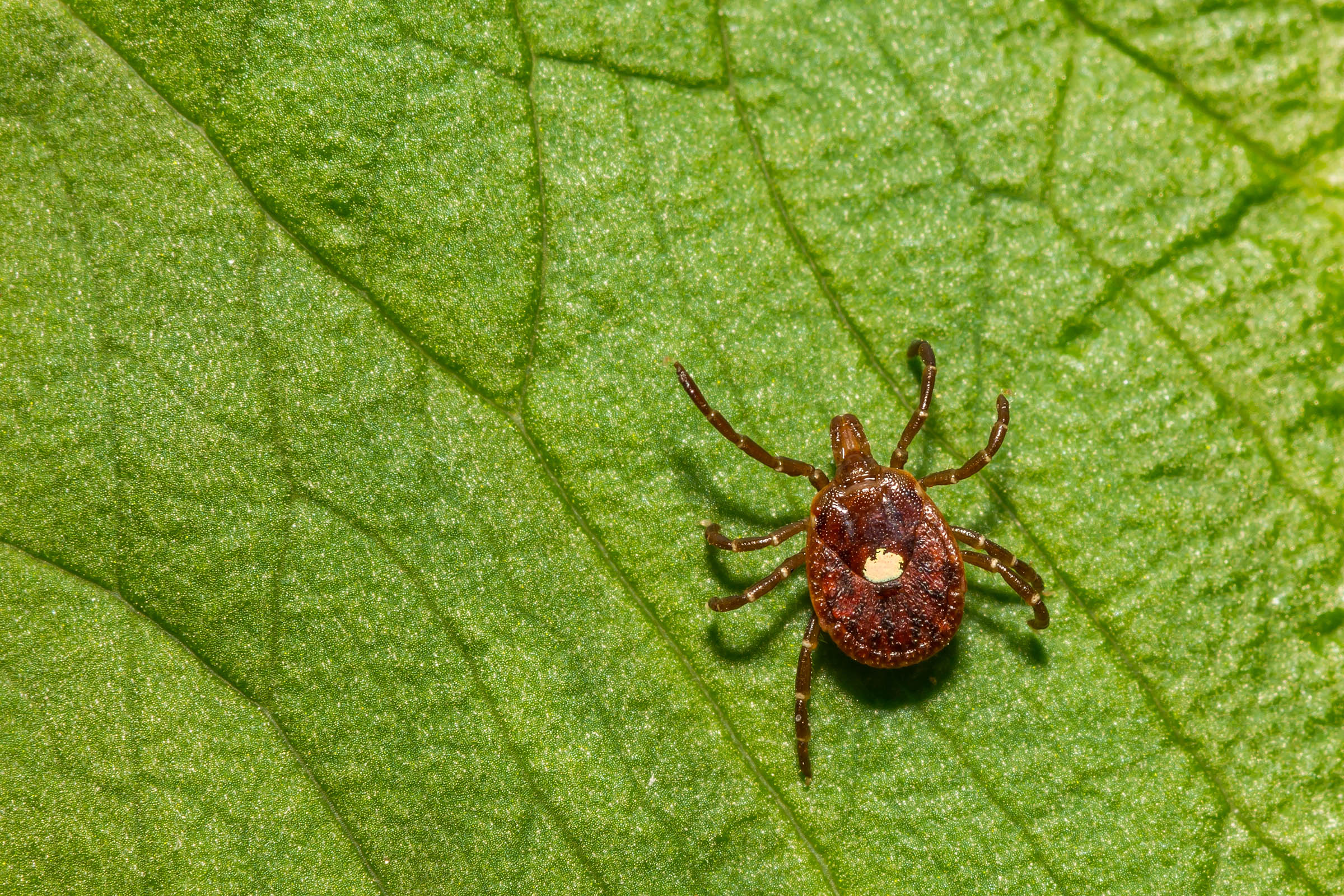 The red meat allergy people develop after a tick bite is becoming more common in Oklahoma. The latest CDC data poses many questions about why lone star ticks are most often to blame and why some people are less susceptible to an allergic reaction. (Photo by Shutterstock.)