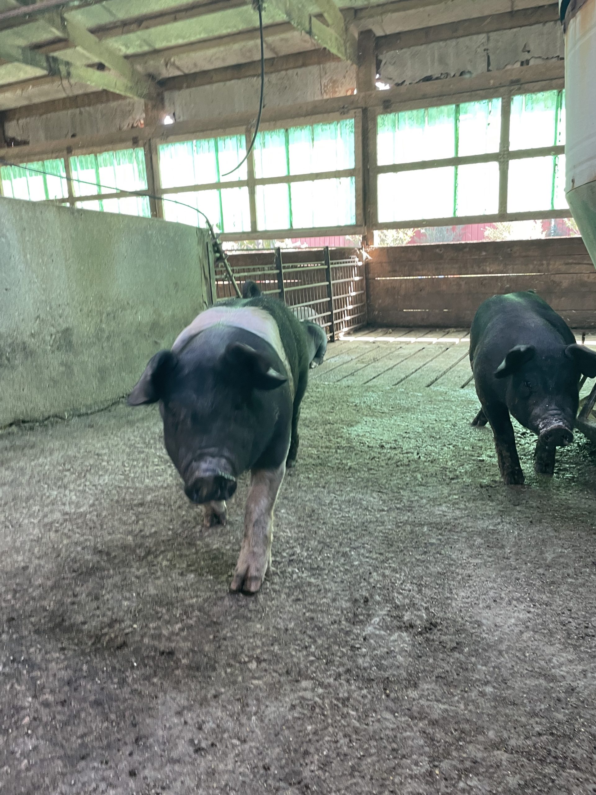Two pigs walking. (Photo by Natalie Sleichter.)