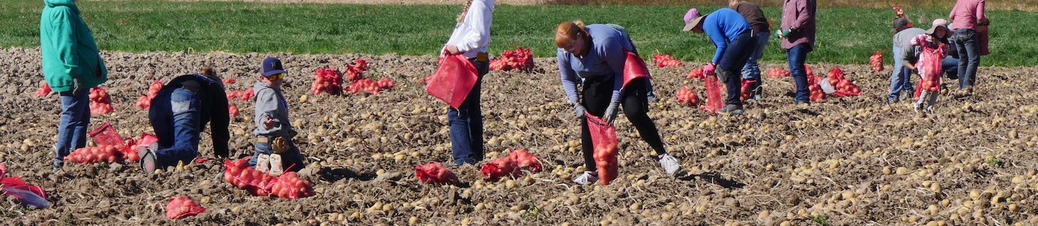 Volunteers bag potatoes at the third annual James C. Hageman Sustainable Agriculture Research and Extension Center potato harvest earlier this month. (Photo courtesy of Cent$ible Nutrition Program.)