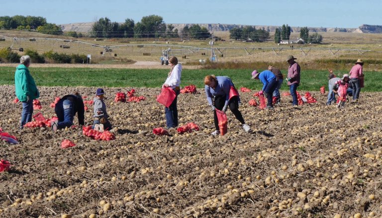 Volunteers bag potatoes at the third annual James C. Hageman Sustainable Agriculture Research and Extension Center potato harvest earlier this month. (Photo courtesy of Cent$ible Nutrition Program.)