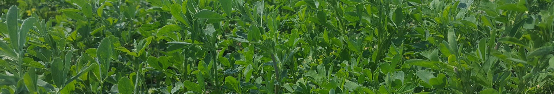 A healthy alfalfa stands means solid bottom lines. (Photo courtesy of Fred Miller.)