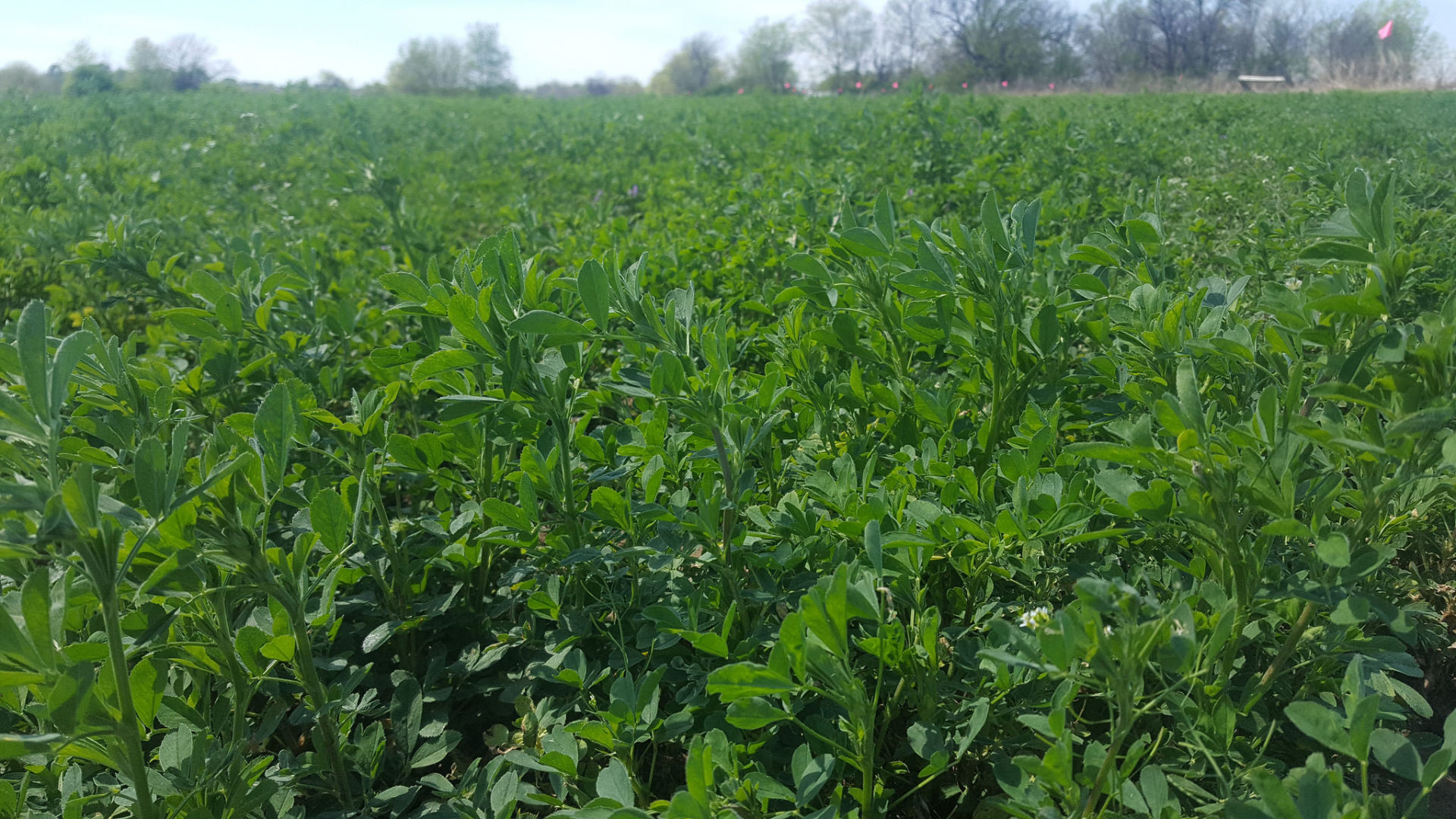 A healthy alfalfa stands means solid bottom lines. (Photo courtesy of Fred Miller.)