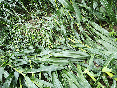 Corn fields are damaged after a windstorm in Stoneville, Mississippi. (Photo by Ammar Bhandari.)