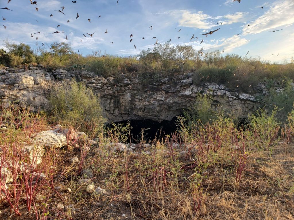 Caves are just one of the environments where bats may make themselves at home. (Texas A&M AgriLife photo by Janet Hurley)