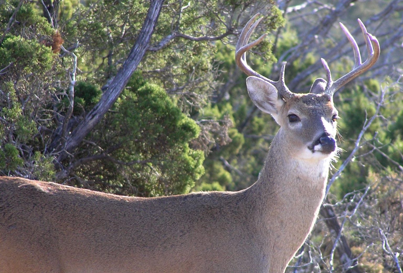 Begin Purchasing 2024 Game And Parks Permits Now High Plains Journal   Deer Buck 1536x1042 