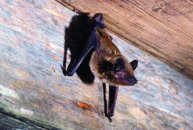 Over 33 species of bats call Texas home. (Photo courtesy of Murlin Tuttle, Bat Conservation International)
