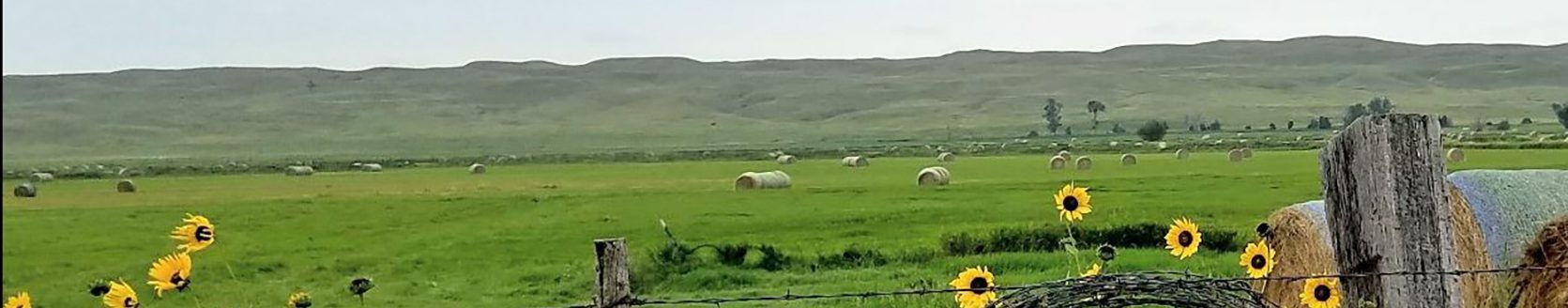 Open fields of cut hay. (Photo by Chabella Guzman.)