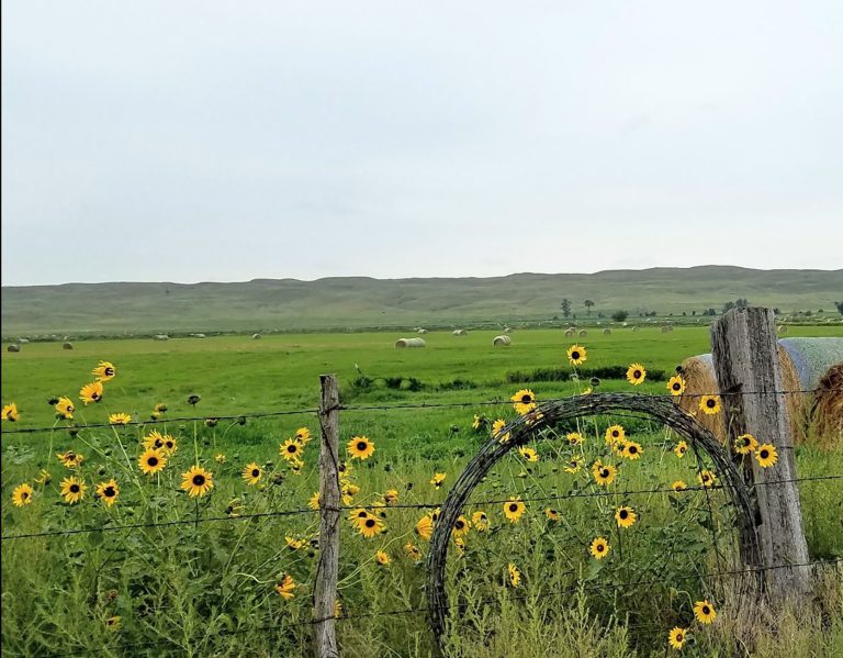 Open fields of cut hay. (Photo by Chabella Guzman.)