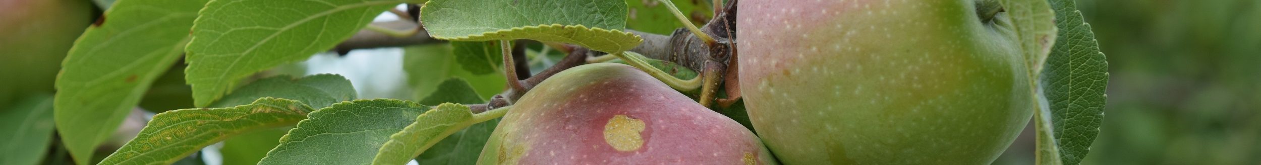 Apples growing on a tree. (Photo courtesy of Iowa State University Extension and Outreach.)