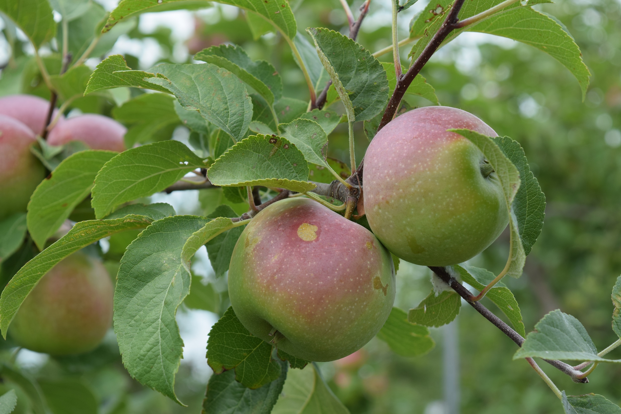 Apples growing on a tree. (Photo courtesy of Iowa State University Extension and Outreach.)