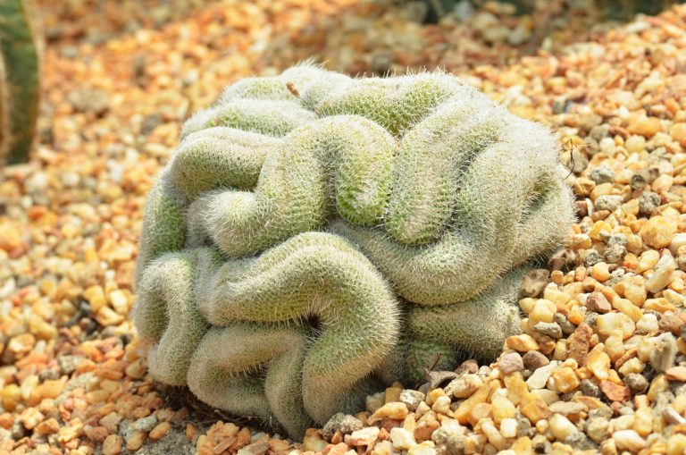 Brain cactus (Photo: iStock - tang90246)