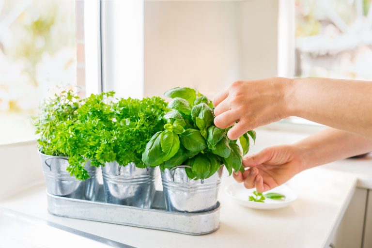 Woman picking leaves of basil greenery (Photo: iStock - OKrasyuk)