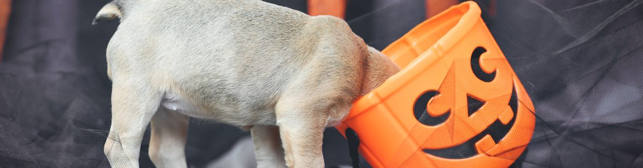 Funny French Bulldog dog puppy with head in spooky Halloween trick or treat basket in front of black and orange paper streamers (Photo: iStock - Firn)