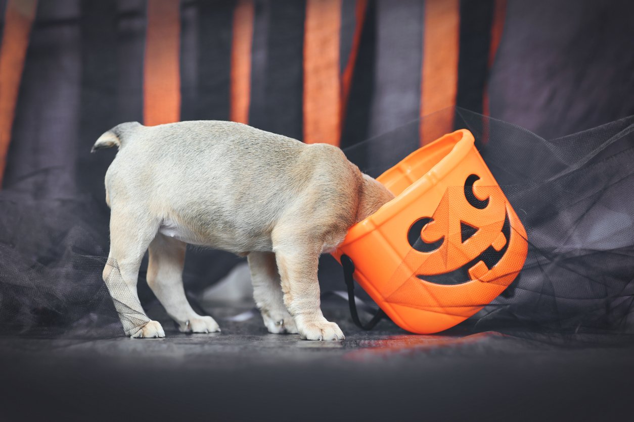Funny French Bulldog dog puppy with head in spooky Halloween trick or treat basket in front of black and orange paper streamers (Photo: iStock - Firn)