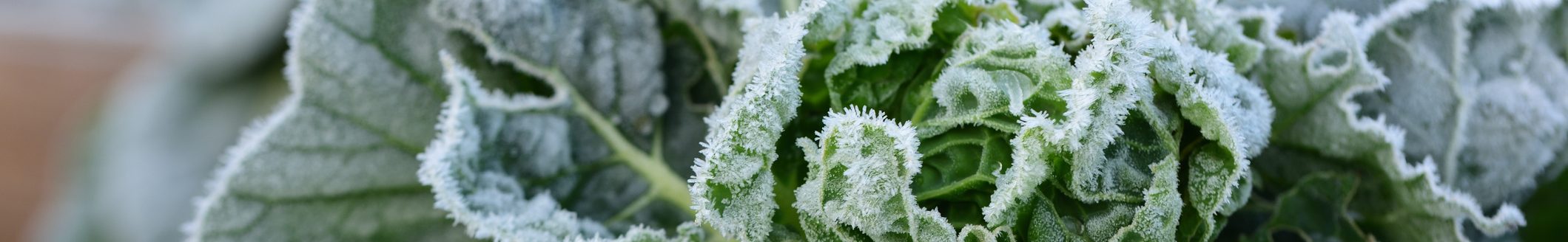 Frozen cabbage in the garden covered with frost (Photo: iStock - Ulrike Leone)