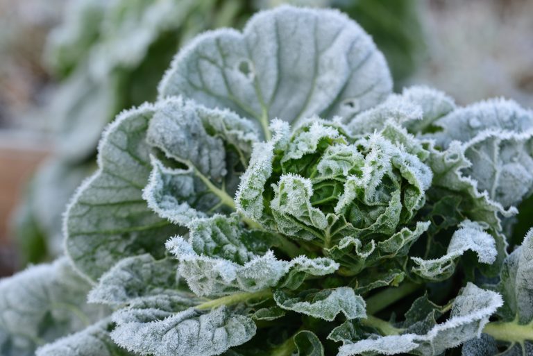 Frozen cabbage in the garden covered with frost (Photo: iStock - Ulrike Leone)