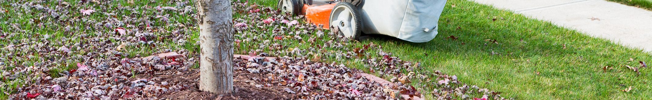 Neatening up the lawn in autumn or fall using a lawnmower to cut and bag the grass and dead leaves under trees alongside the road (Photo: iStock - Ozgur Coskun)