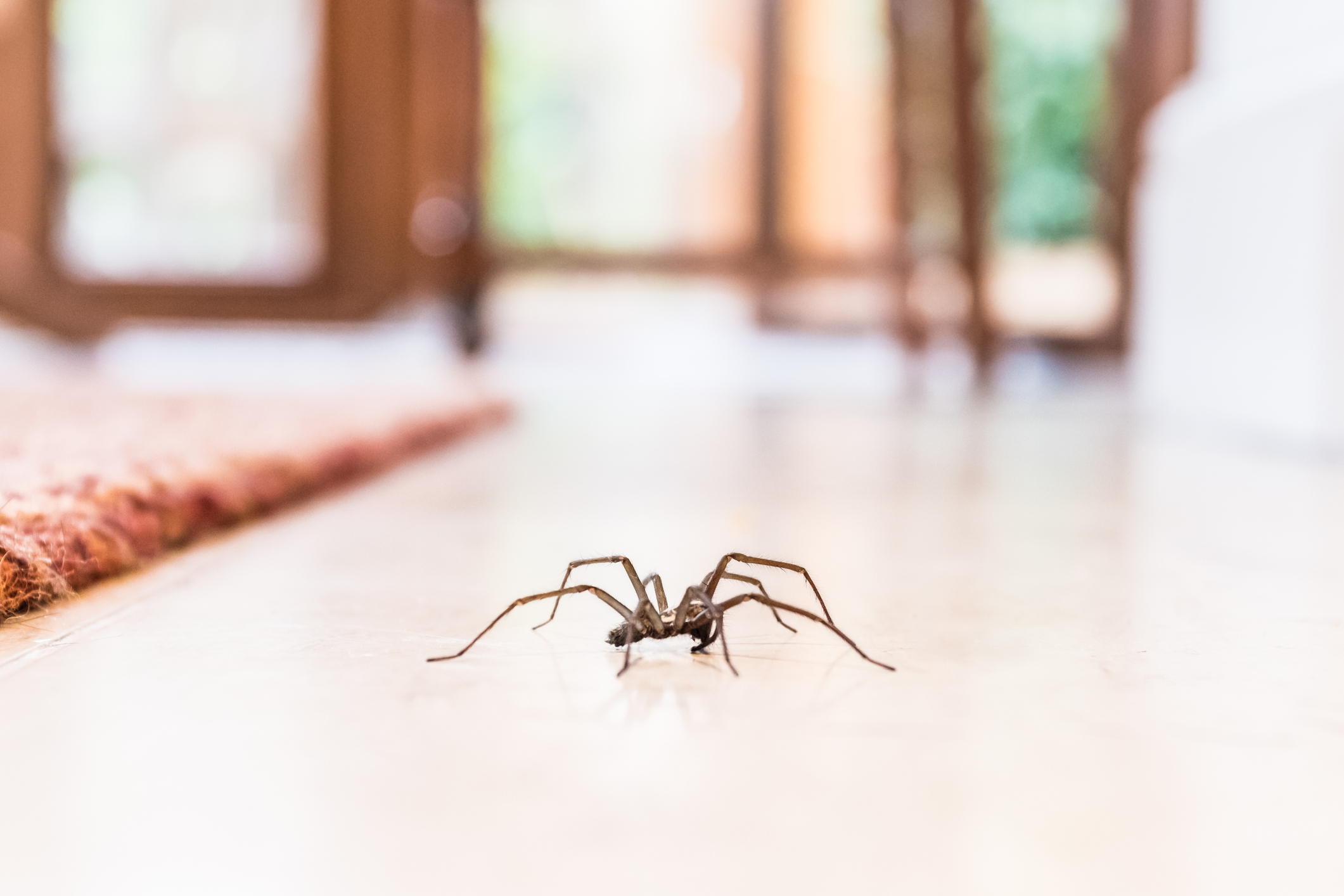 Common house spider (iStock - CBCK-Christine)