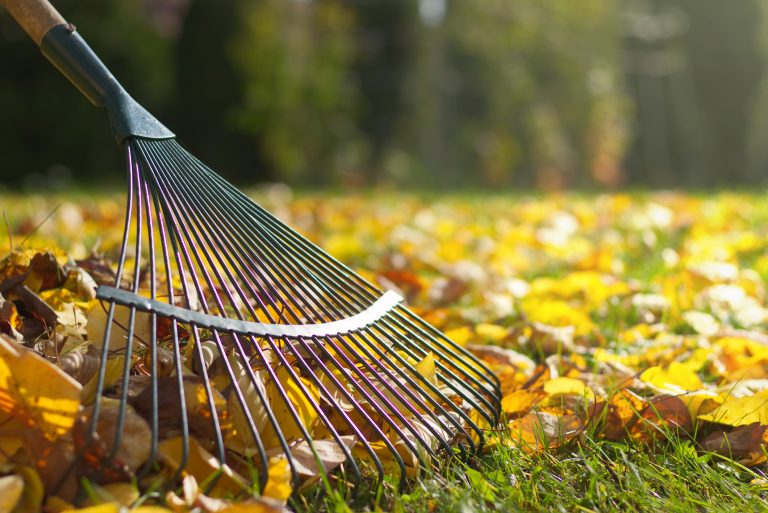 Raking fallen leaves in the garden (Photo: iStock - Zbynek Pospisil)