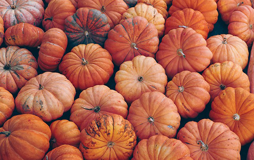 Home canning is not recommended for any mashed pumpkin or winter squash, said K-State food scientist Karen Blakeslee. (K-State Research and Extension)