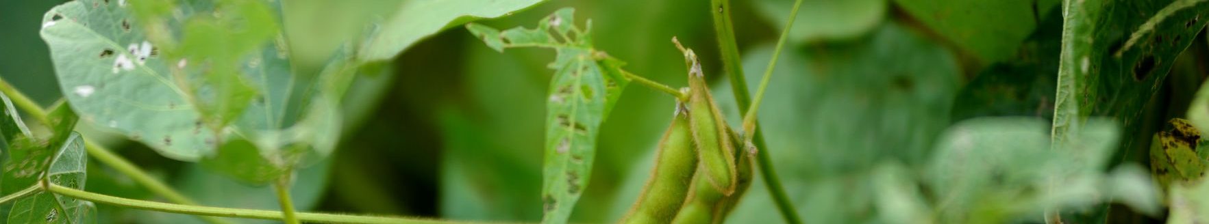 soybeans (K-State Research & Extension photo.)